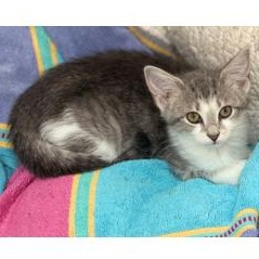 Enlarge Martha Cratchit, a ADOPTABLE American Shorthair in Apex, NC image 2/6