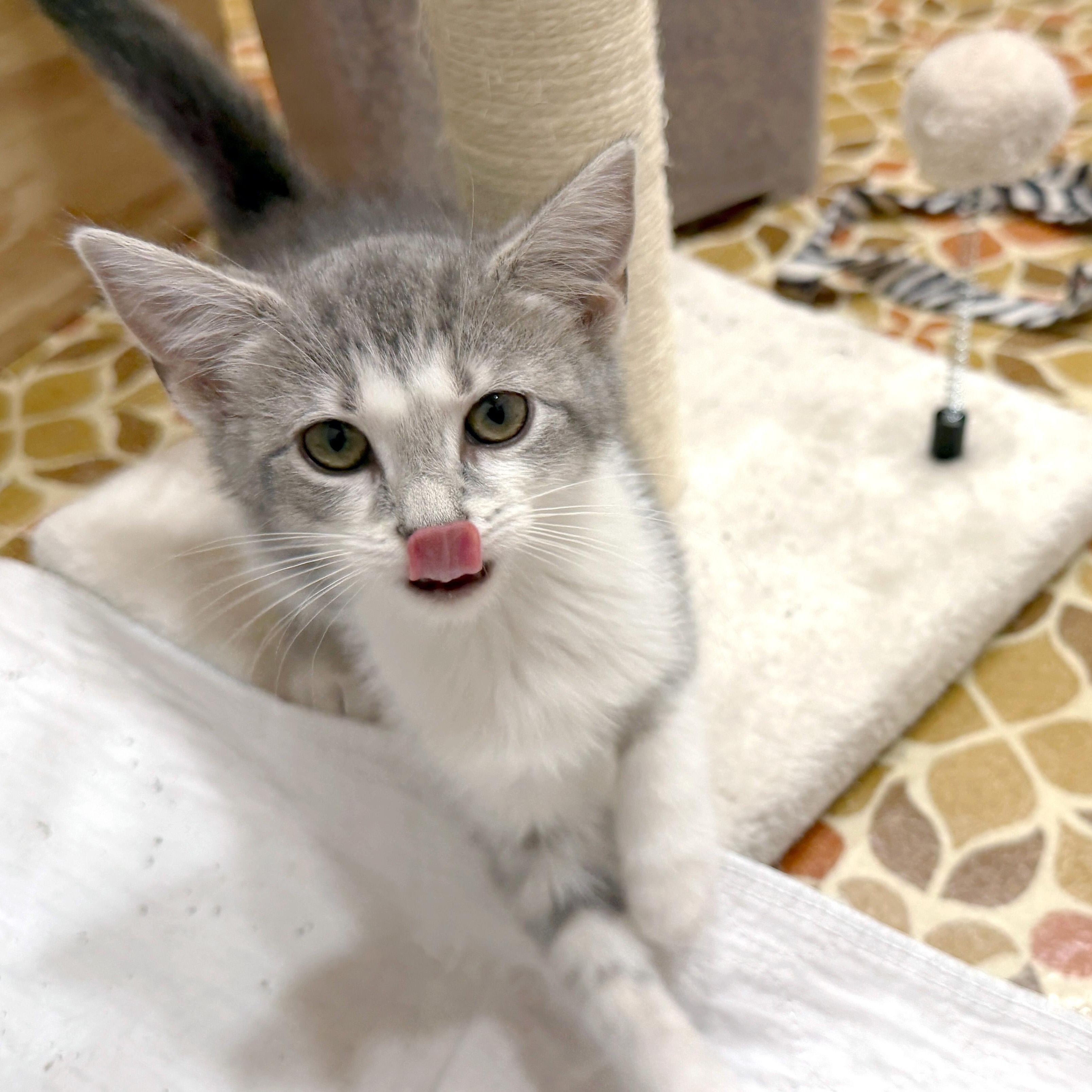 Enlarge Martha Cratchit, a ADOPTABLE American Shorthair in Apex, NC image 3/6