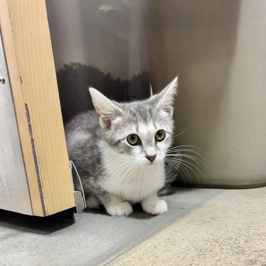 Enlarge Martha Cratchit, a ADOPTABLE American Shorthair in Apex, NC image 4/6