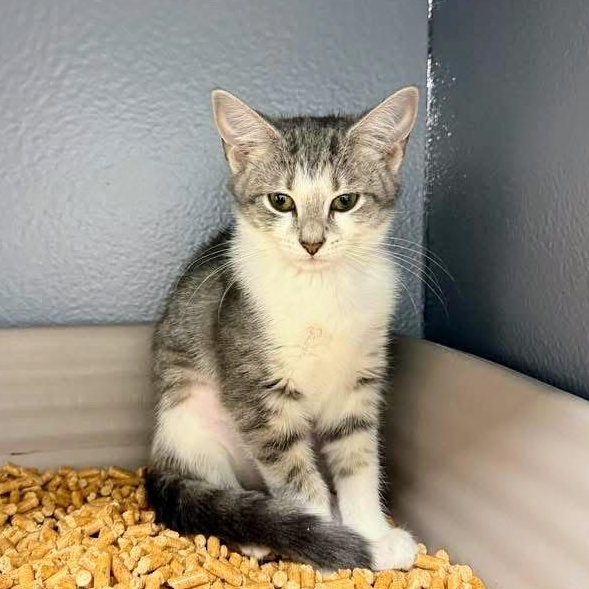 Enlarge Martha Cratchit, a ADOPTABLE American Shorthair in Apex, NC image 5/6