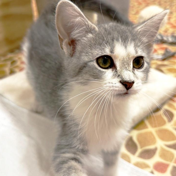 Enlarge Martha Cratchit, a ADOPTABLE American Shorthair in Apex, NC image 6/6