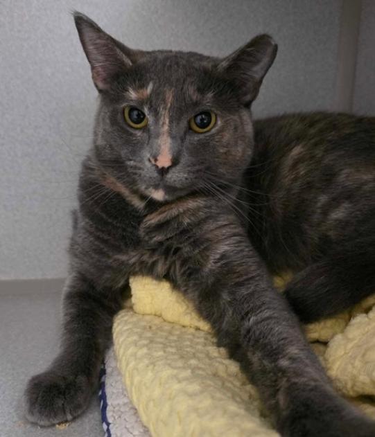 Skittles, Adoptable, Adult Female Domestic Short Hair.
