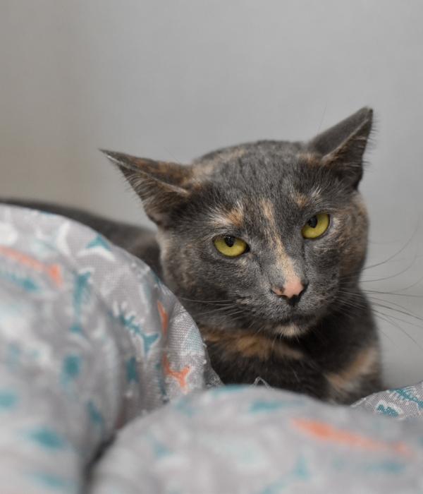 Skittles, a Adoptable Domestic Short Hair in Marietta, GA image 2/6