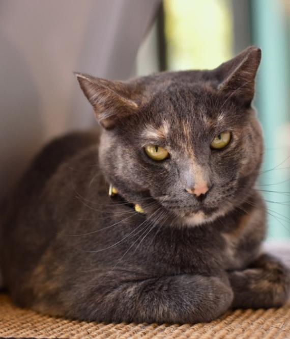 Skittles, a Adoptable Domestic Short Hair in Marietta, GA image 3/6