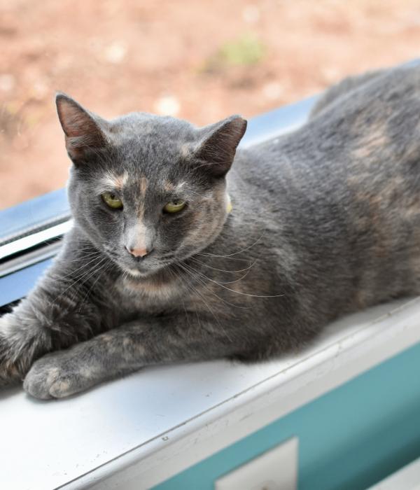 Skittles, a Adoptable Domestic Short Hair in Marietta, GA image 4/6