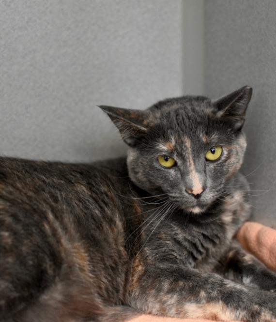 Skittles, a Adoptable Domestic Short Hair in Marietta, GA image 5/6