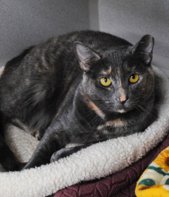 Skittles, a Adoptable Domestic Short Hair in Marietta, GA image 6/6