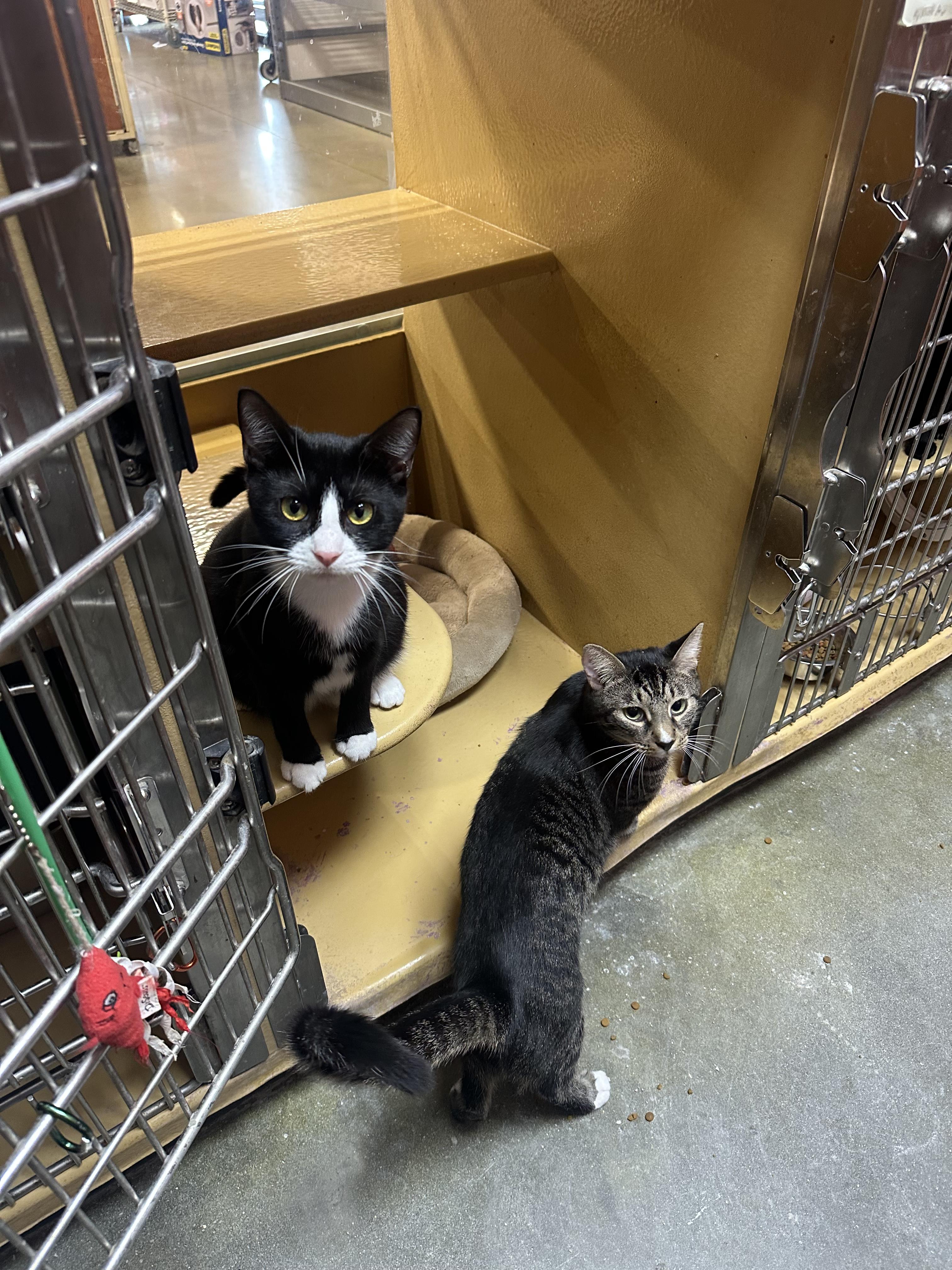 Enlarge Ava, a Adopted Domestic Short Hair in Kissimmee, FL image 2/3