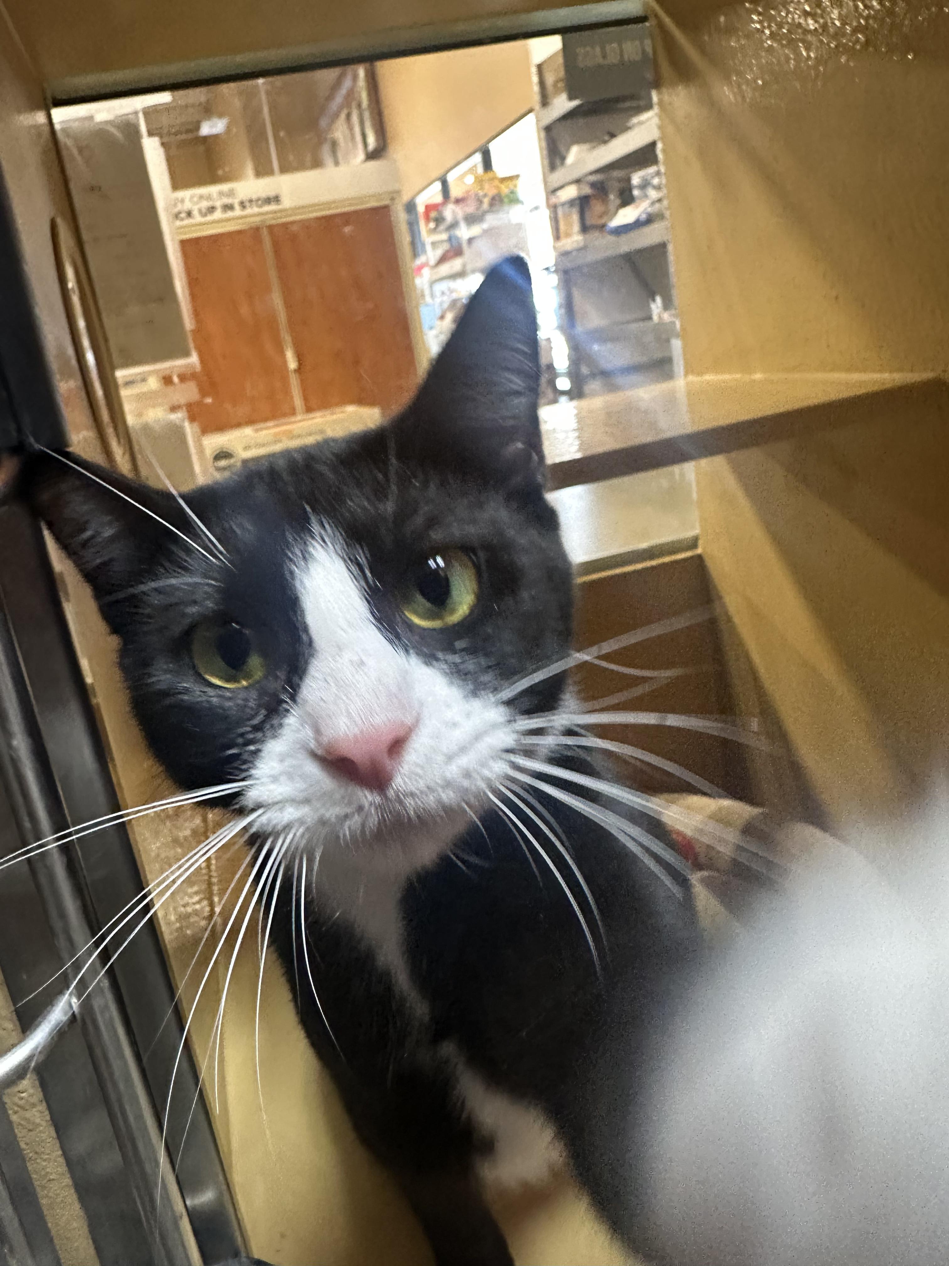 Enlarge Ava, a Adopted Domestic Short Hair in Kissimmee, FL image 3/3