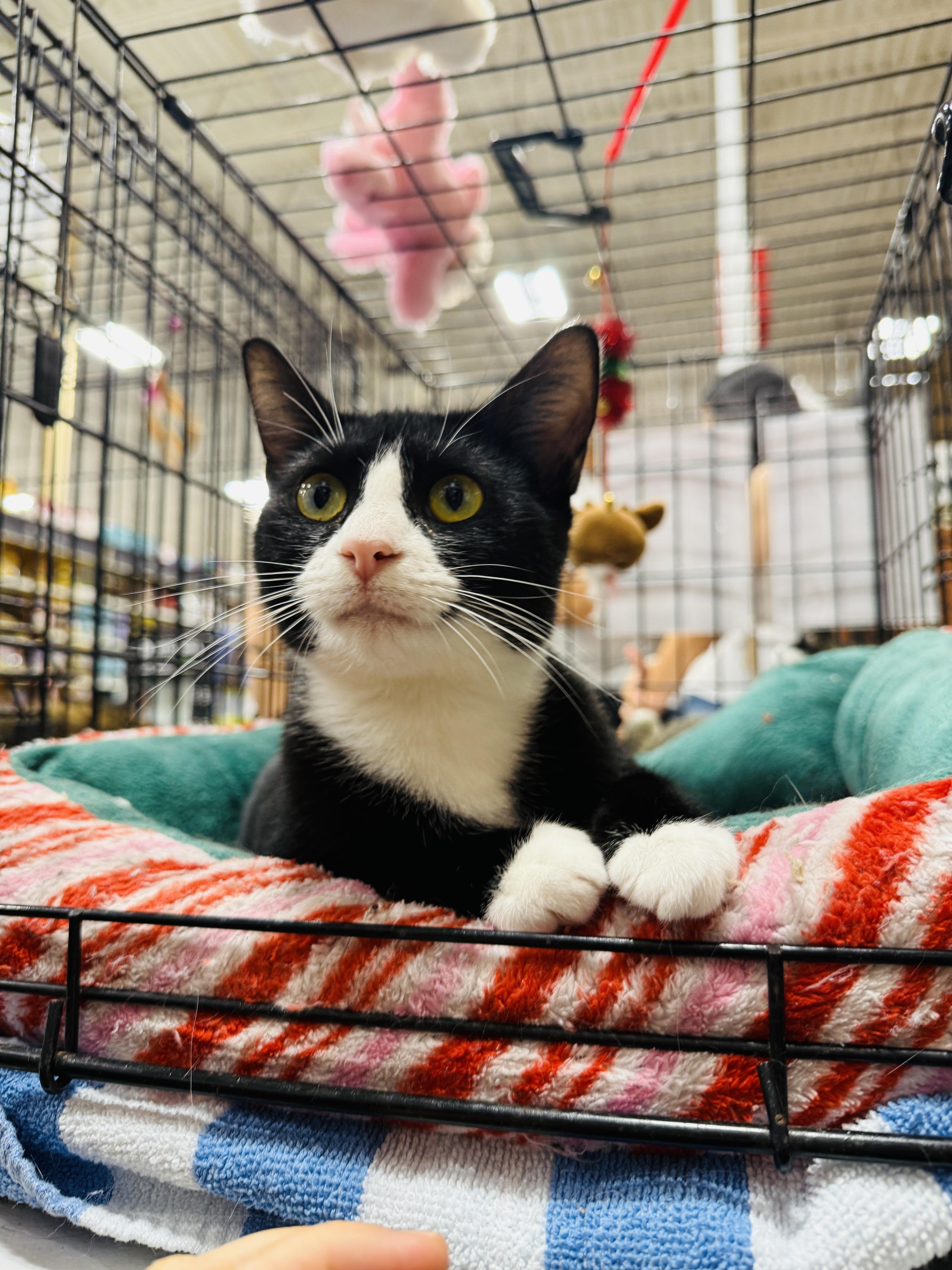 Ava, Adopted, Young Female Domestic Short Hair.