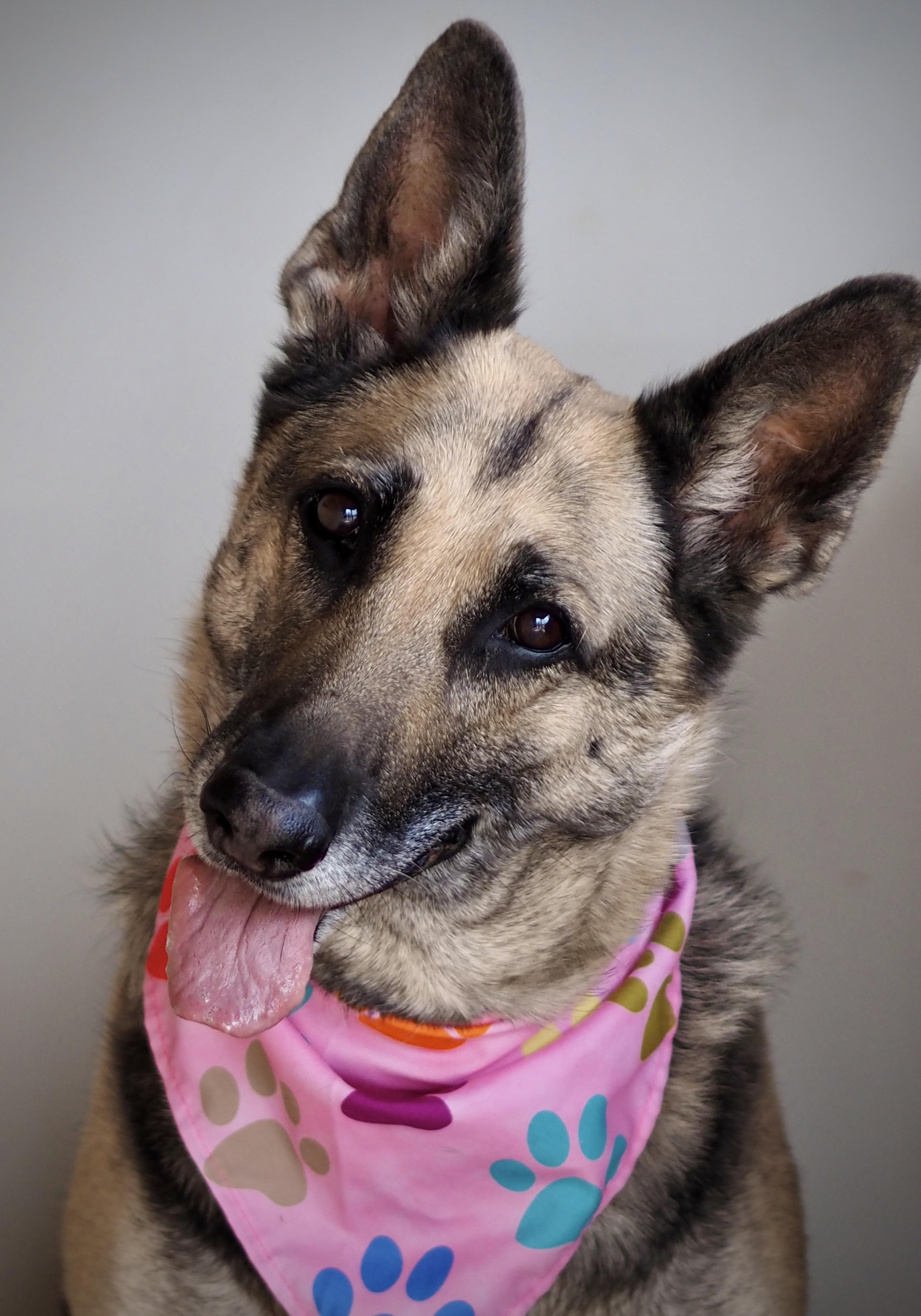 Enlarge Heidi, a Adoptable German Shepherd Dog in Buena Vista, CO image 2/4