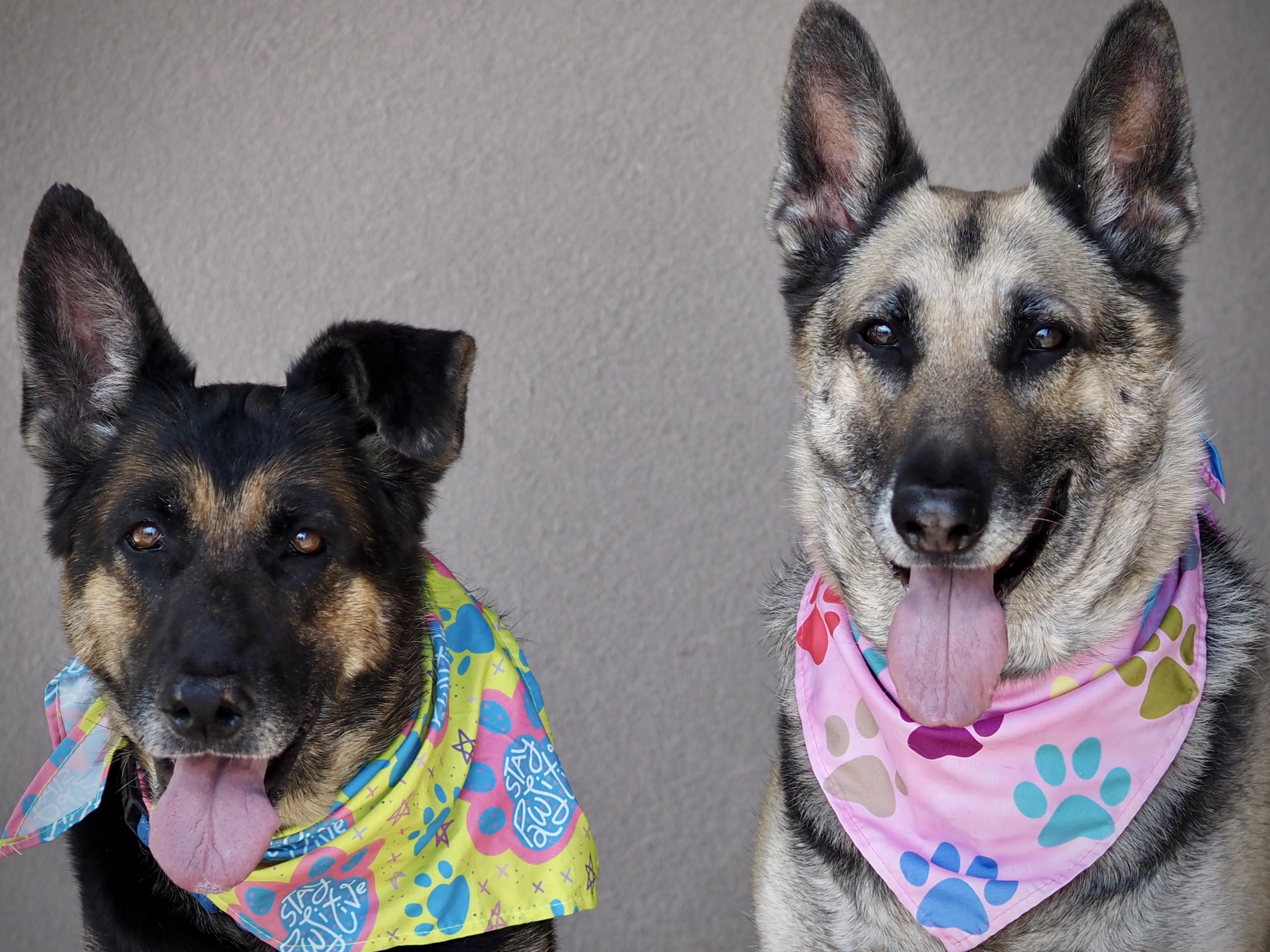 Enlarge Heidi, a Adoptable German Shepherd Dog in Buena Vista, CO image 3/4