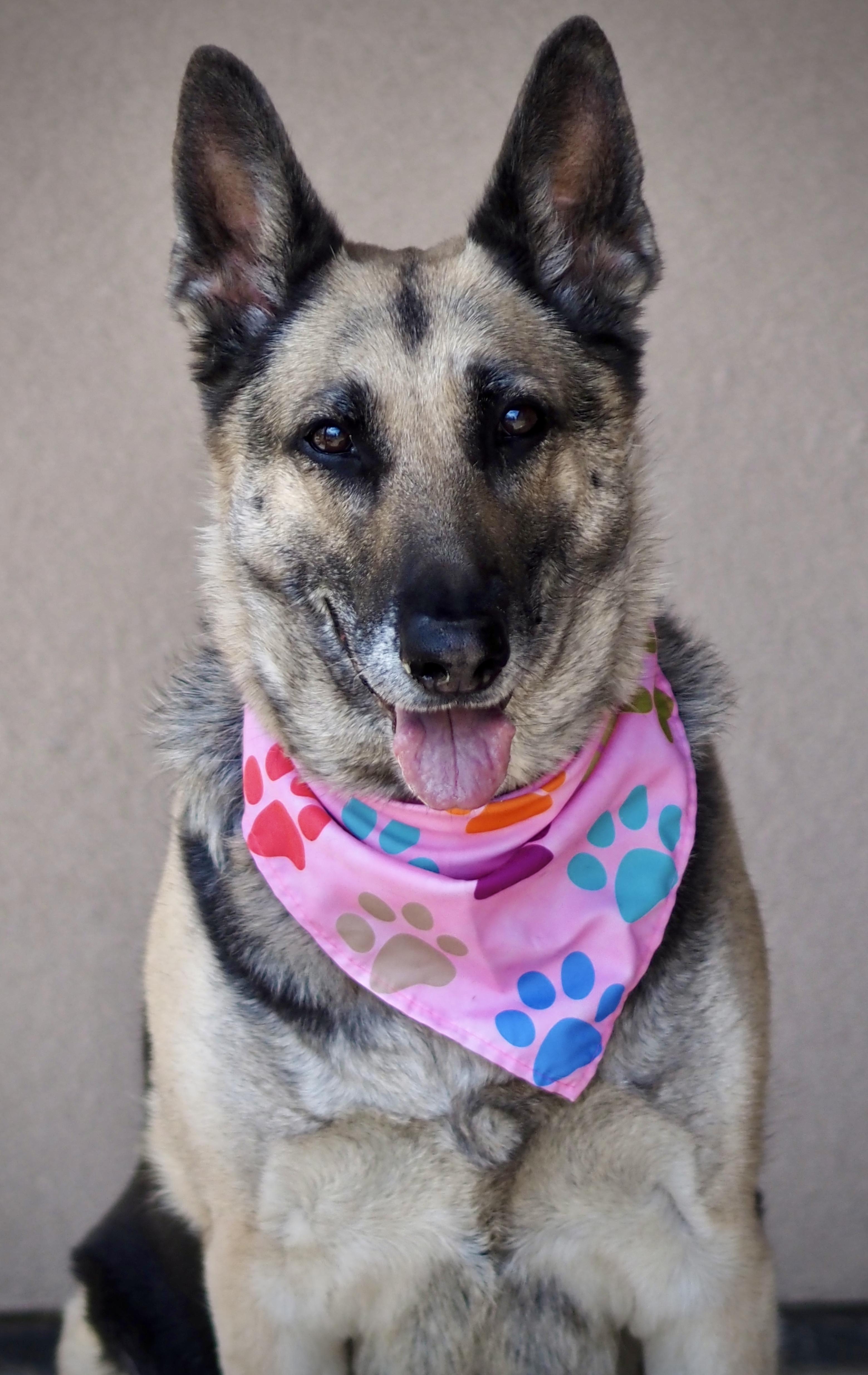 Enlarge Heidi, a Adoptable German Shepherd Dog in Buena Vista, CO image 1/4