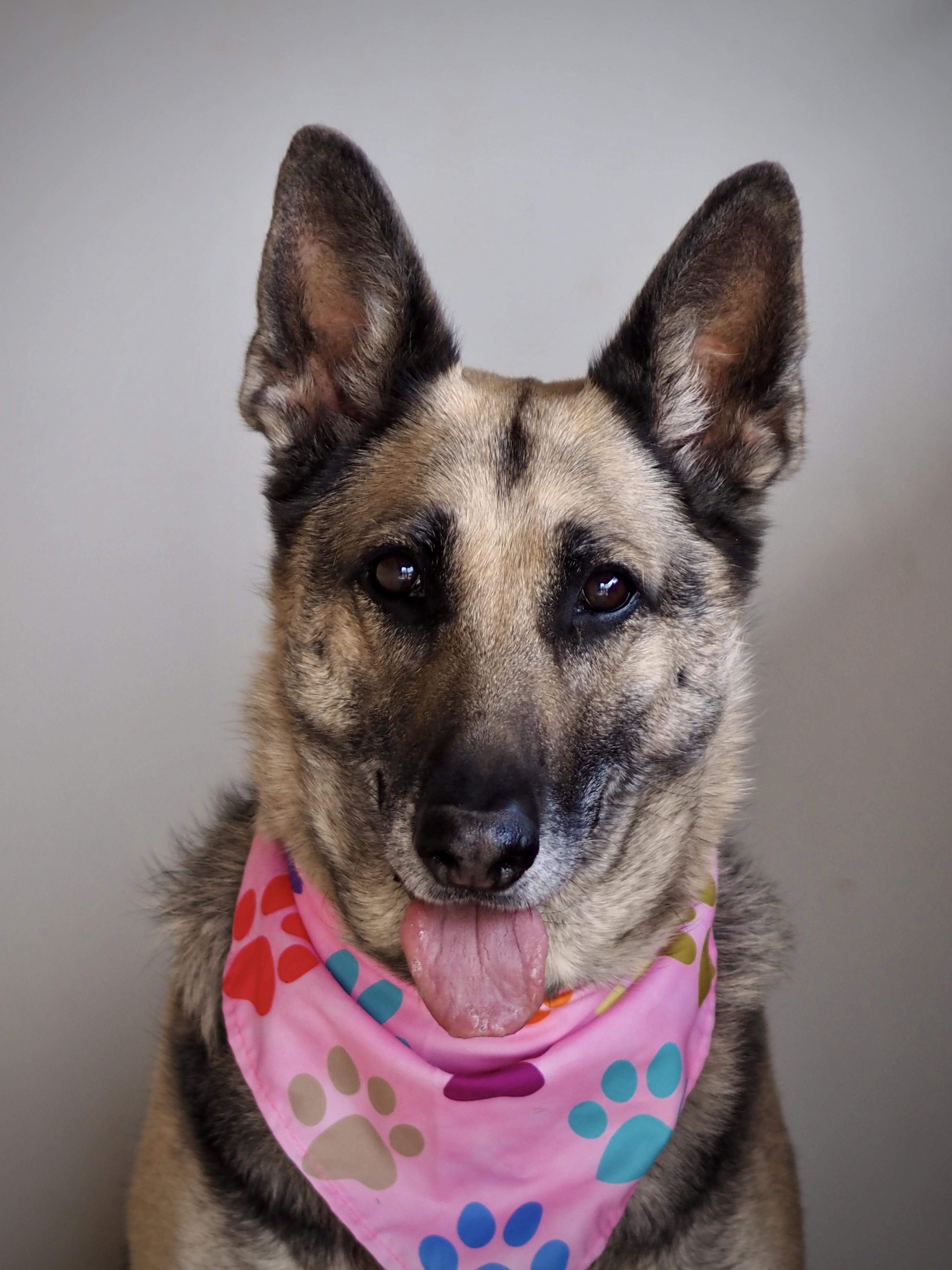 Enlarge Heidi, a Adoptable German Shepherd Dog in Buena Vista, CO image 4/4