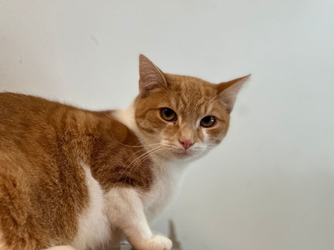 Doris, Adoptable, Adult Female Domestic Short Hair.