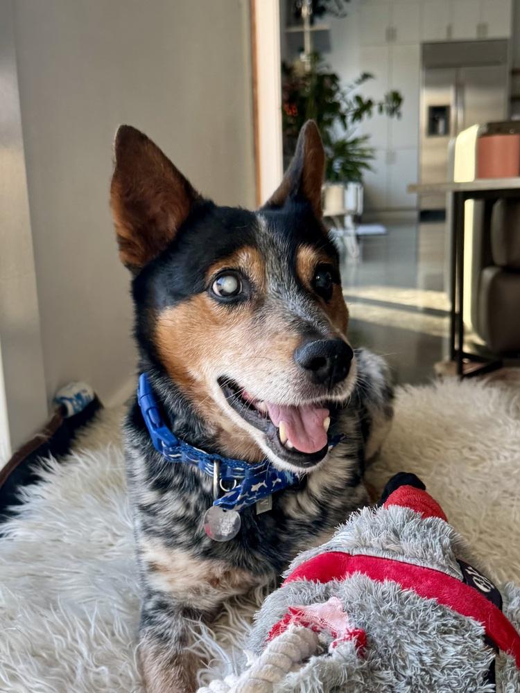 Enlarge Bandit Bluey, a Adoptable mixed breed in Columbus, OH image 2/6