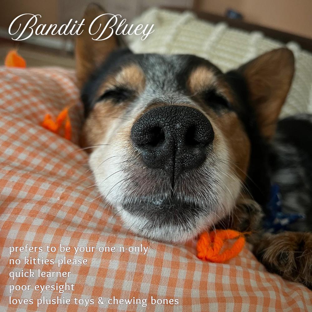 Enlarge Bandit Bluey, a Adoptable mixed breed in Columbus, OH image 3/6