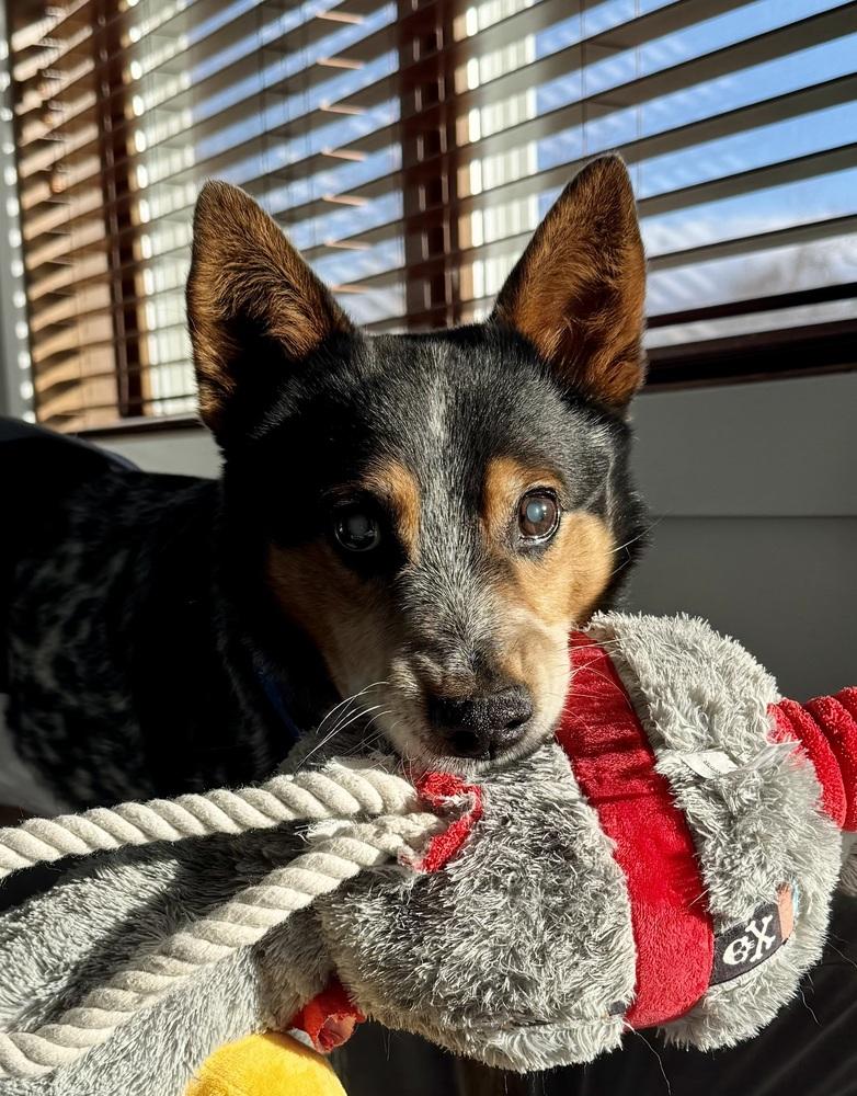 Enlarge Bandit Bluey, a Adoptable mixed breed in Columbus, OH image 4/6