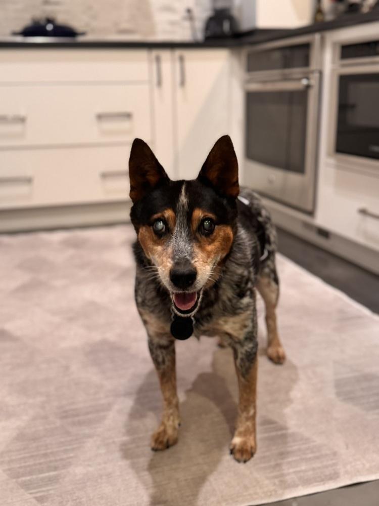 Enlarge Bandit Bluey, a Adoptable mixed breed in Columbus, OH image 2/4