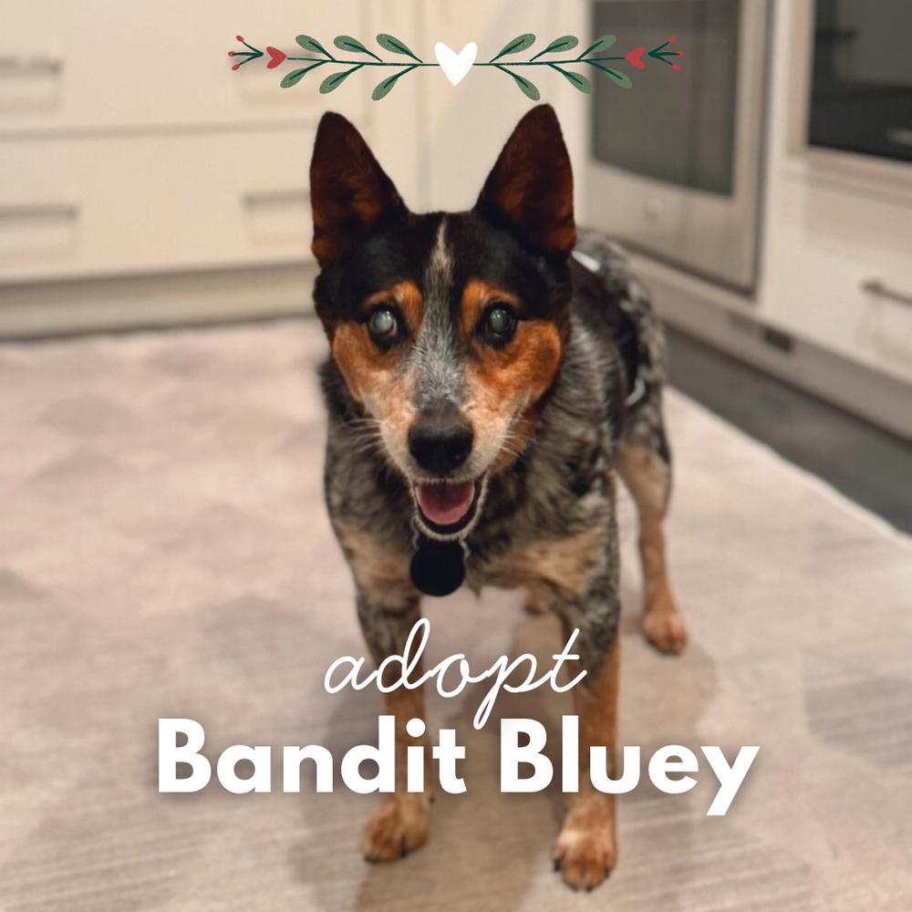 Enlarge Bandit Bluey, a Adoptable mixed breed in Columbus, OH image 3/4
