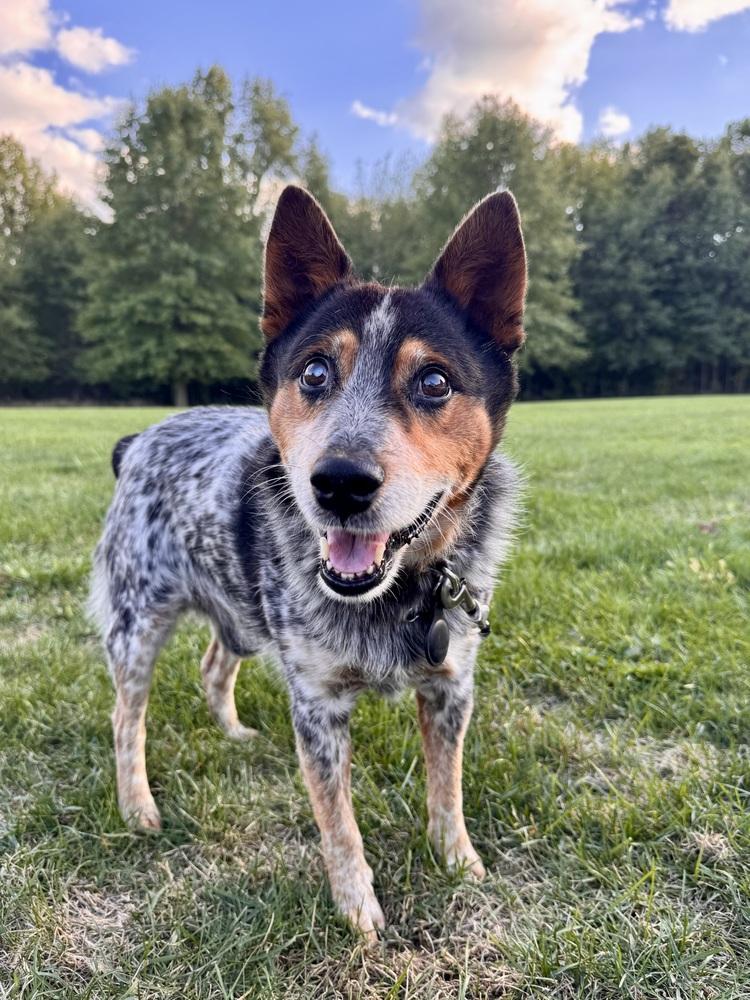 Enlarge Bandit Bluey, a Adoptable mixed breed in Columbus, OH image 4/4