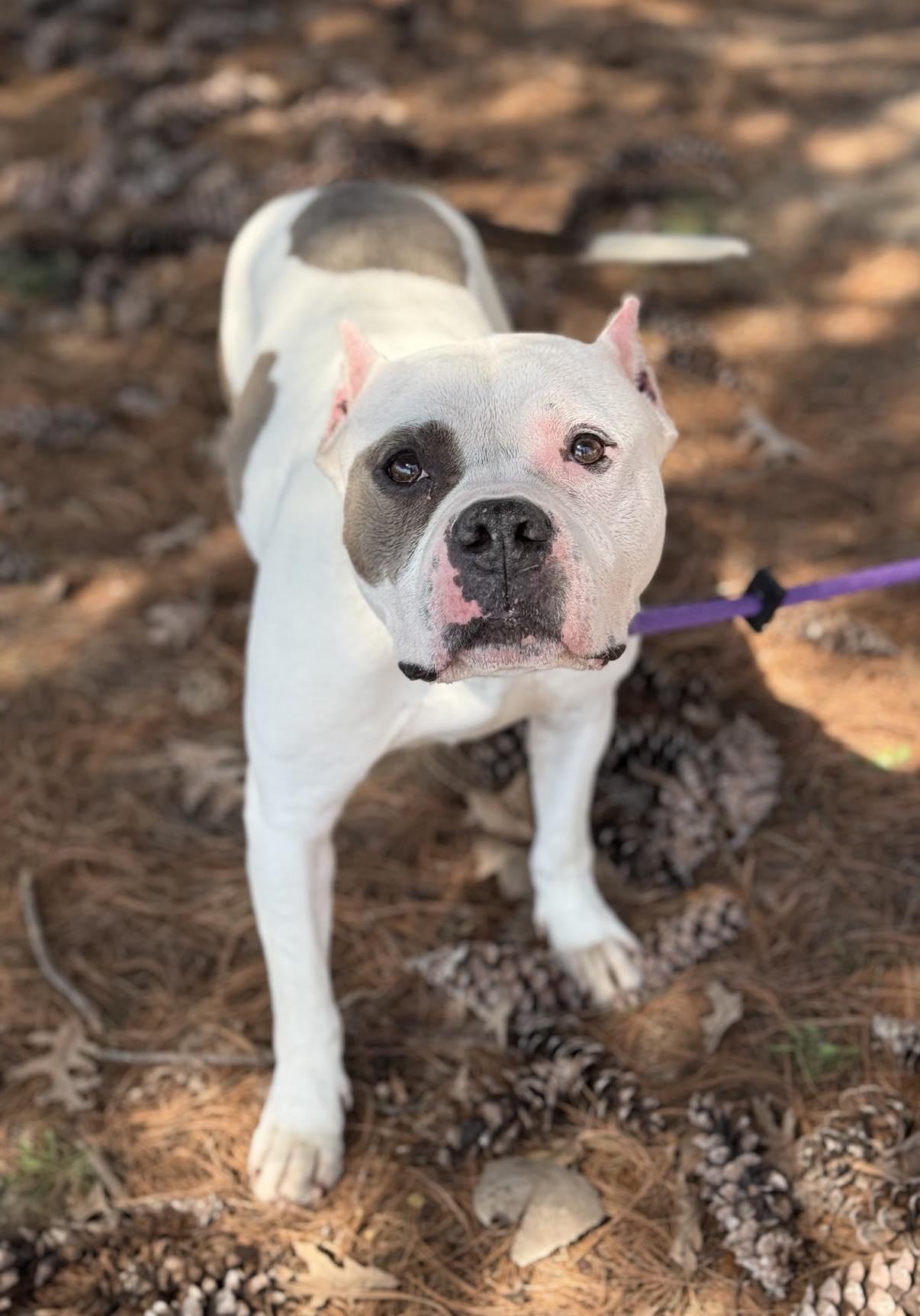 Sadie (in a FOSTER home), an adoptable Pit Bull Terrier Mix in Springfield, IL_image-1