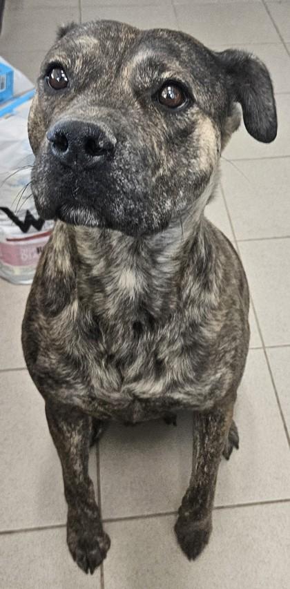 Shay, Adoptable, Adult Female Boxer & Mixed Breed.