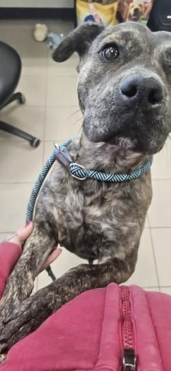 Shay, Adoptable, Adult Female Boxer & Mixed Breed.