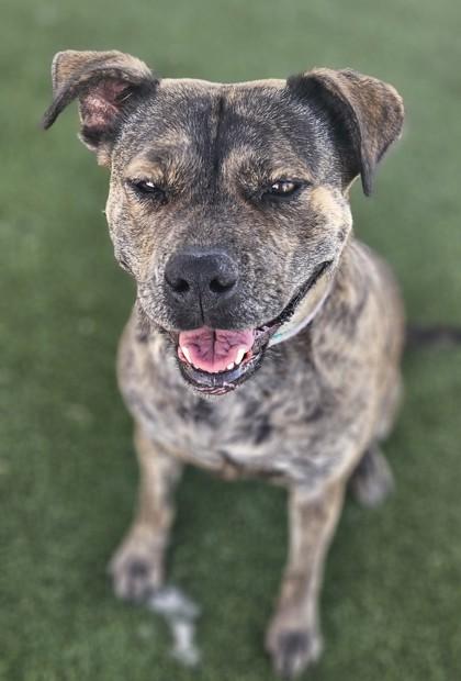 Enlarge Shay, a Adoptable mixed breed in Edgewood, NM image 1/3