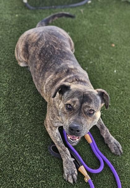 Enlarge Shay, a Adoptable mixed breed in Edgewood, NM image 2/3
