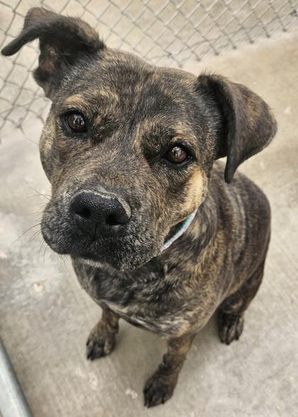 Enlarge Shay, a Adoptable mixed breed in Edgewood, NM image 3/3