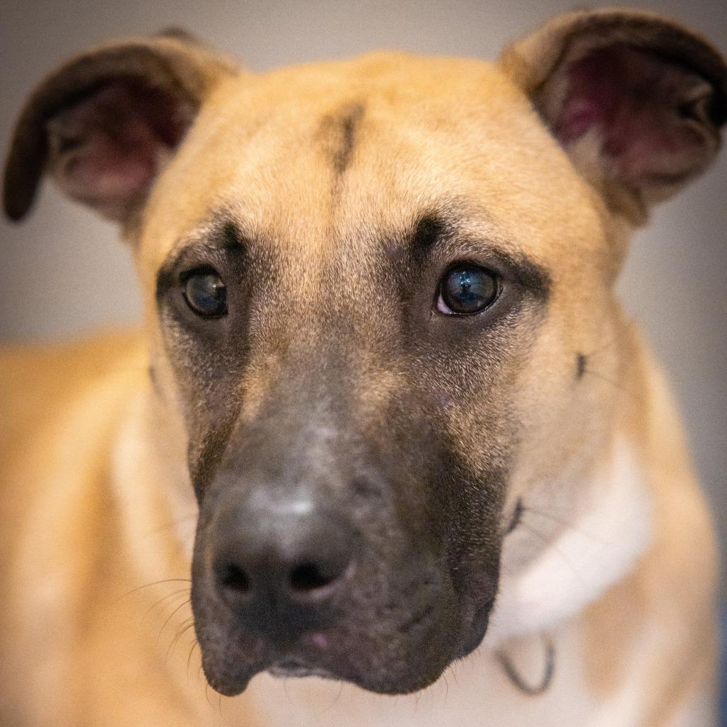 Enlarge Gonzo, a Adoptable Mixed Breed in New York, NY image 1/6