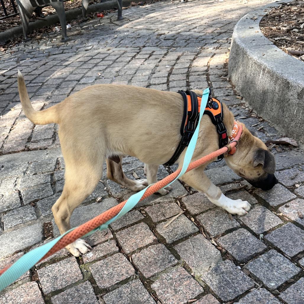 Enlarge Gonzo, a Adoptable Mixed Breed in New York, NY image 2/6