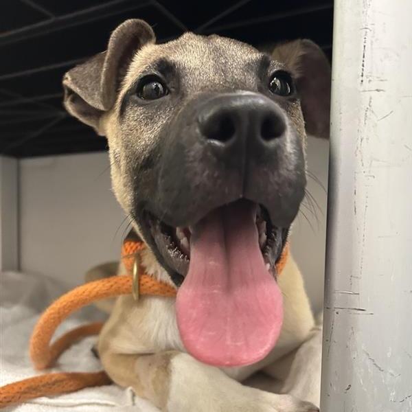 Enlarge Gonzo, a Adoptable Mixed Breed in New York, NY image 4/6