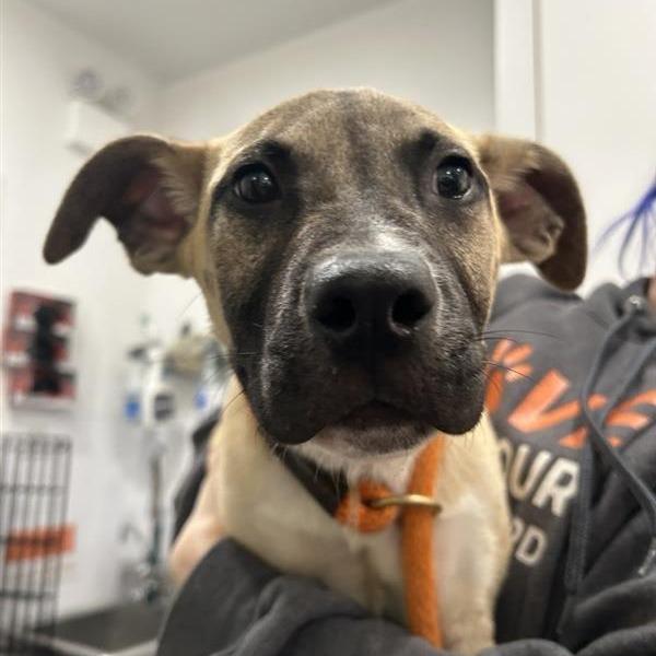 Enlarge Gonzo, a Adoptable Mixed Breed in New York, NY image 5/6