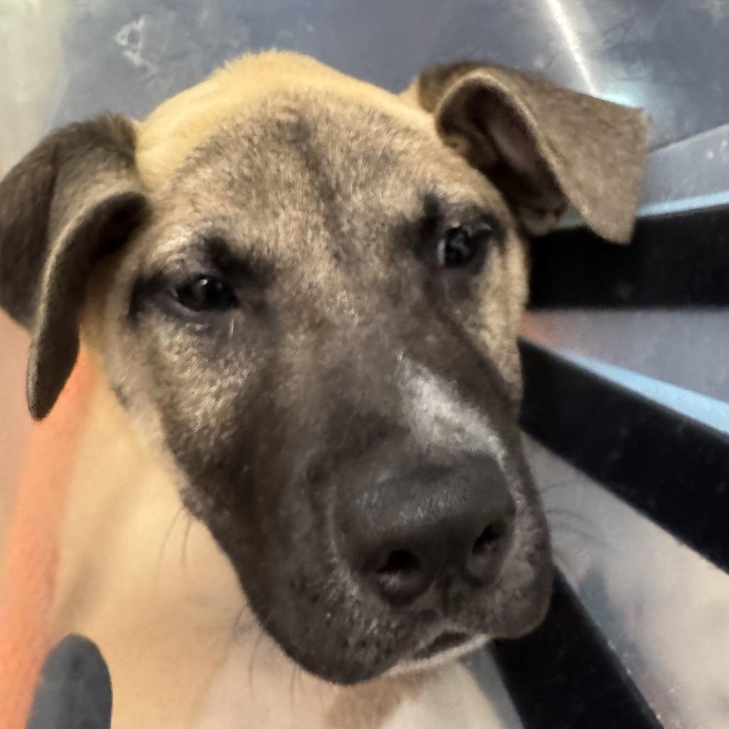 Enlarge Gonzo, a Adoptable Mixed Breed in New York, NY image 6/6