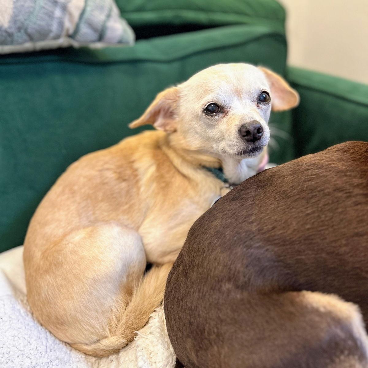 Edith (bonded with Archie) — thumbnail 2