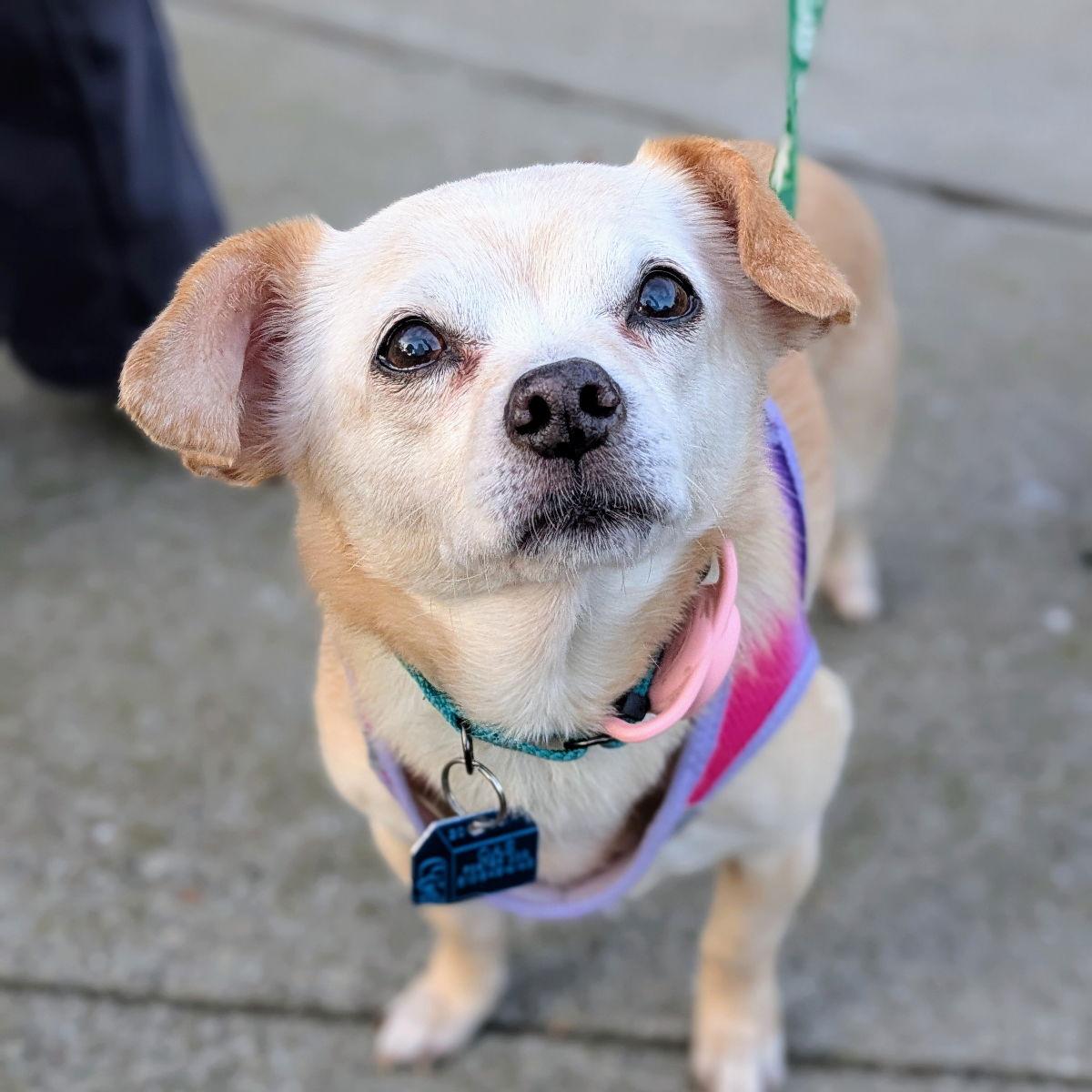 Edith (bonded with Archie) — thumbnail 3