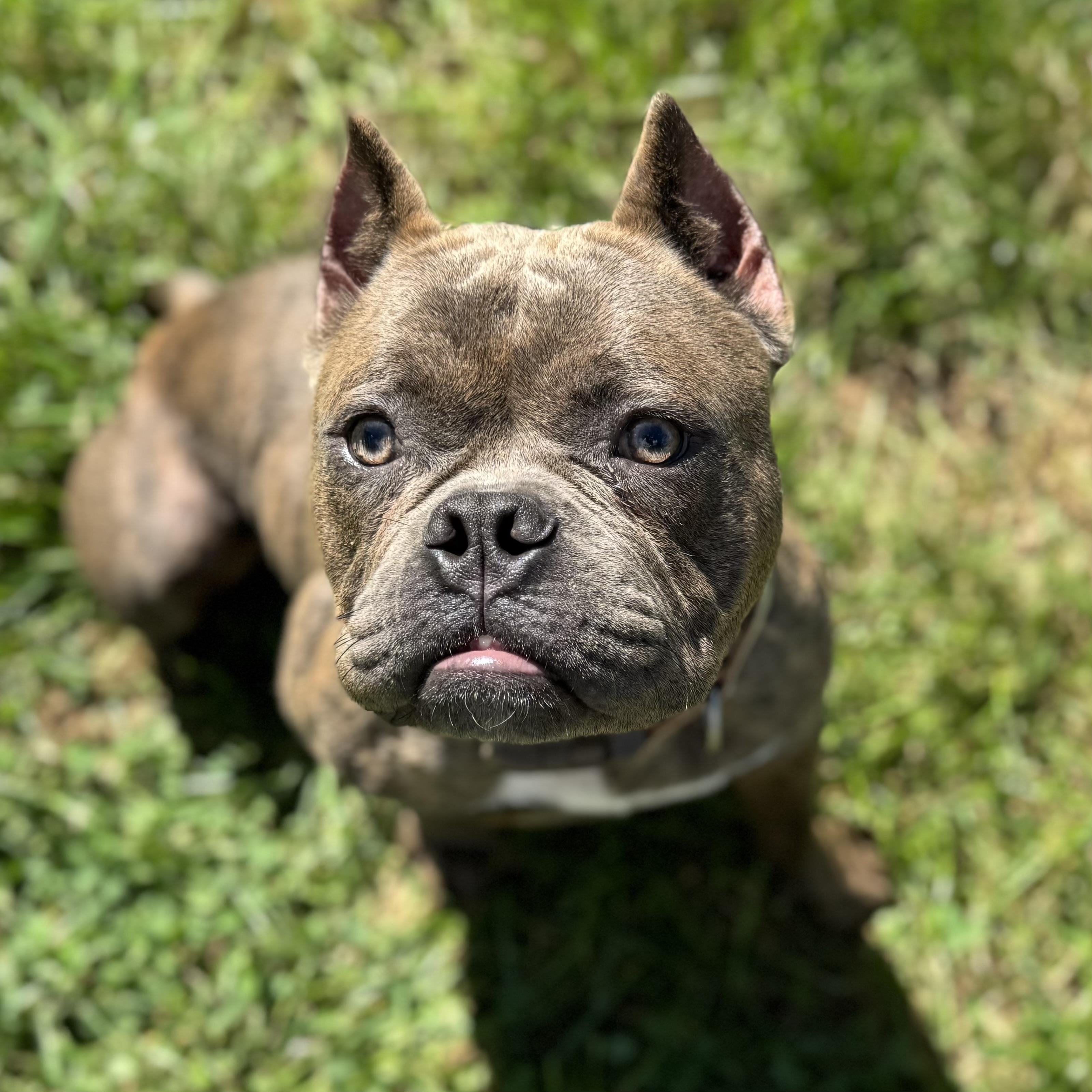 Noodles, Adoptable, Young Male Pit Bull Terrier.