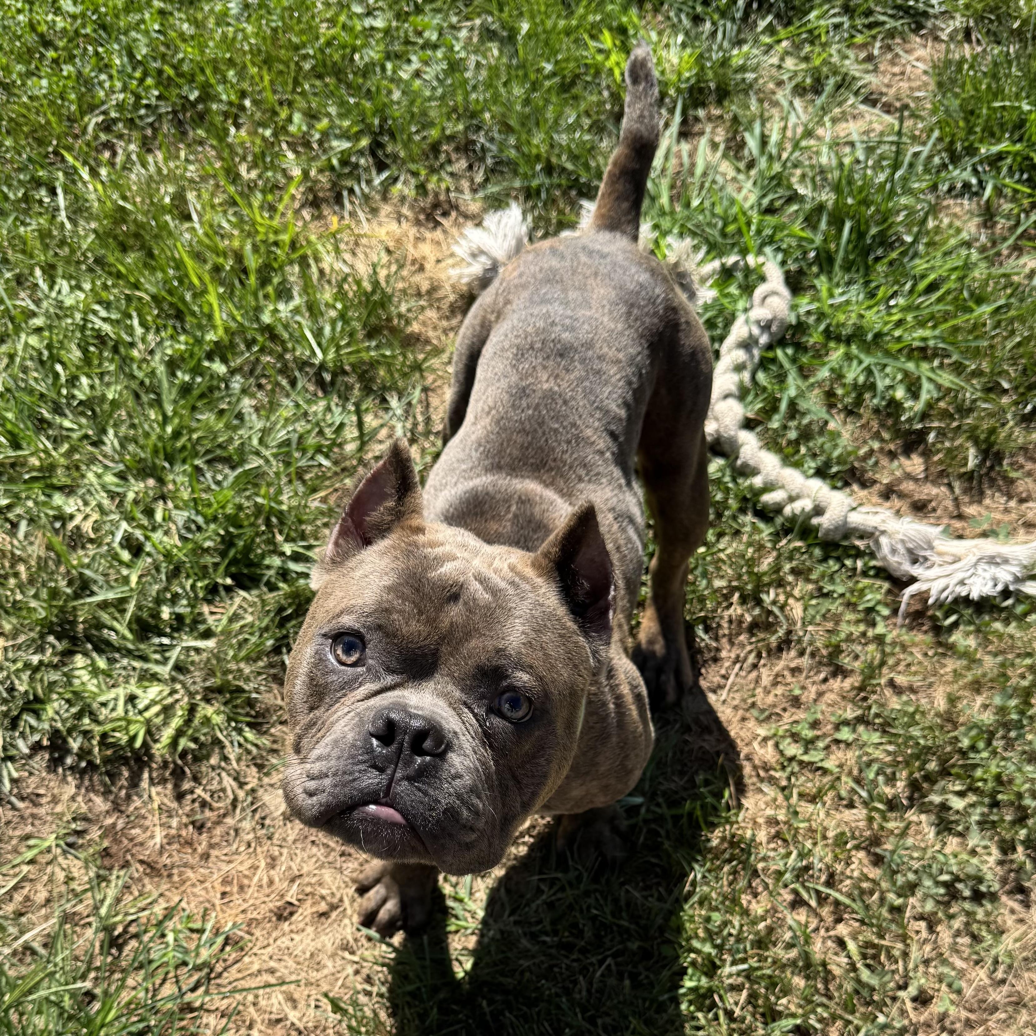 Enlarge Noodles, a Adoptable mixed breed in Elizabethtown, PA image 2/2