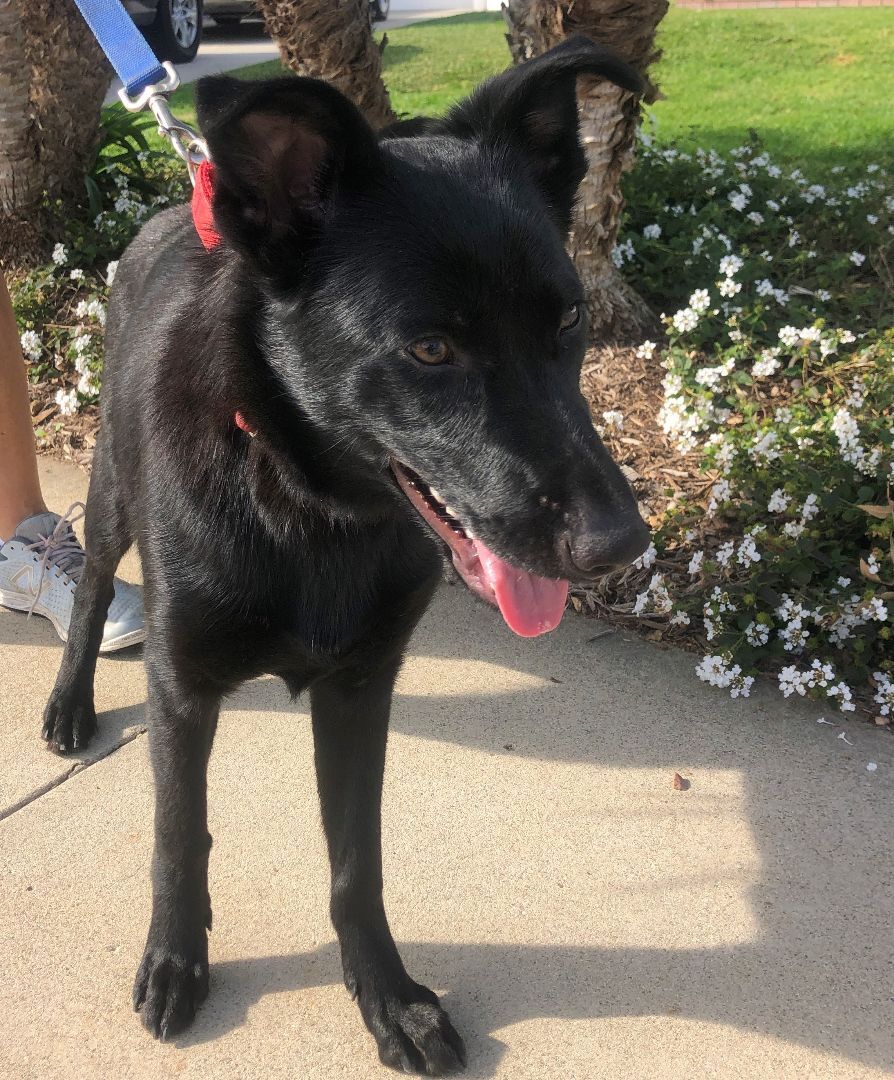 Sloan, a Adoptable mixed breed in Newport Beach, CA image 1/2