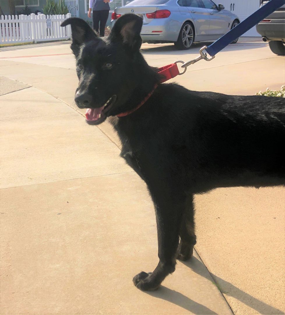 Sloan, a Adoptable mixed breed in Newport Beach, CA image 2/2