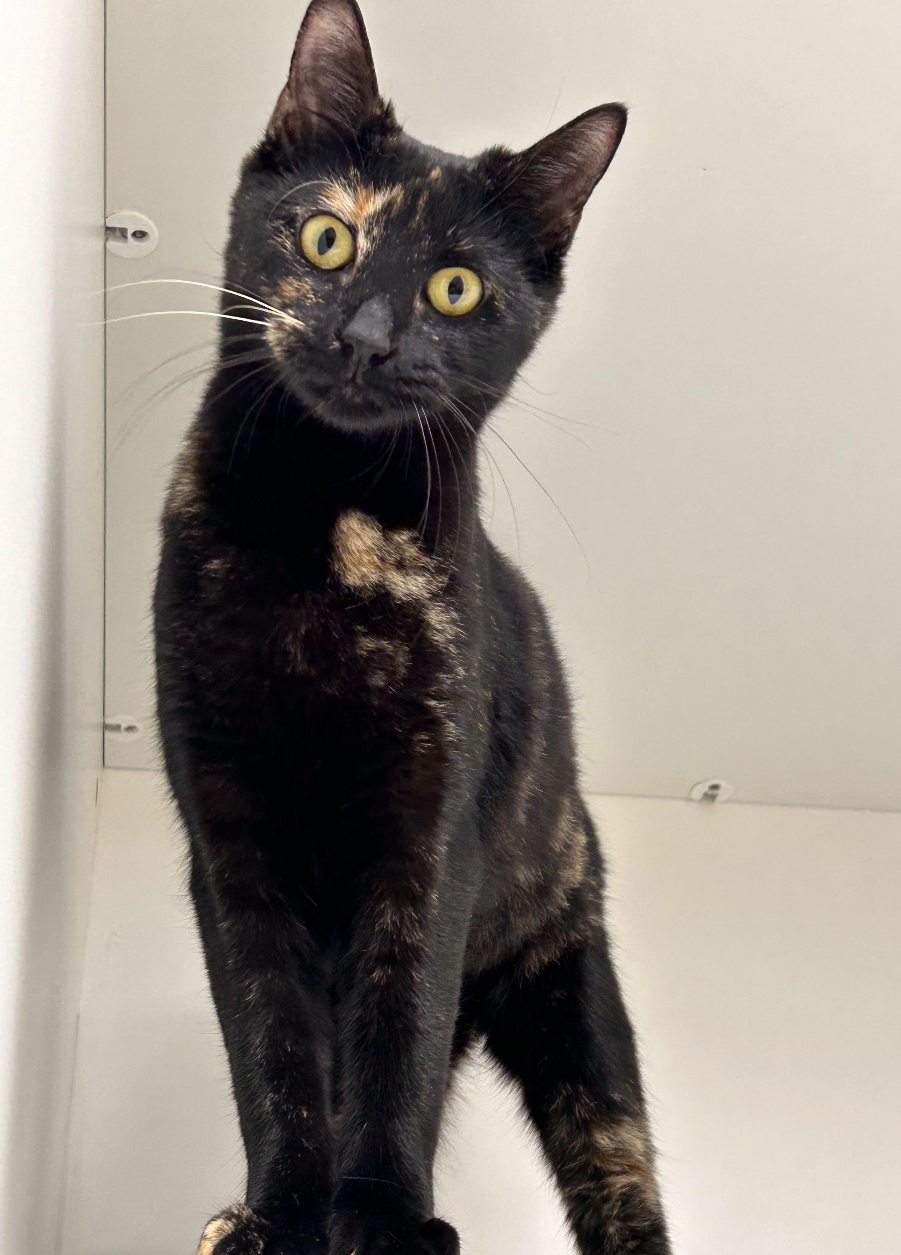 Enlarge Betty Sue, a Adoptable Domestic Short Hair in Wallingford, CT image 2/3