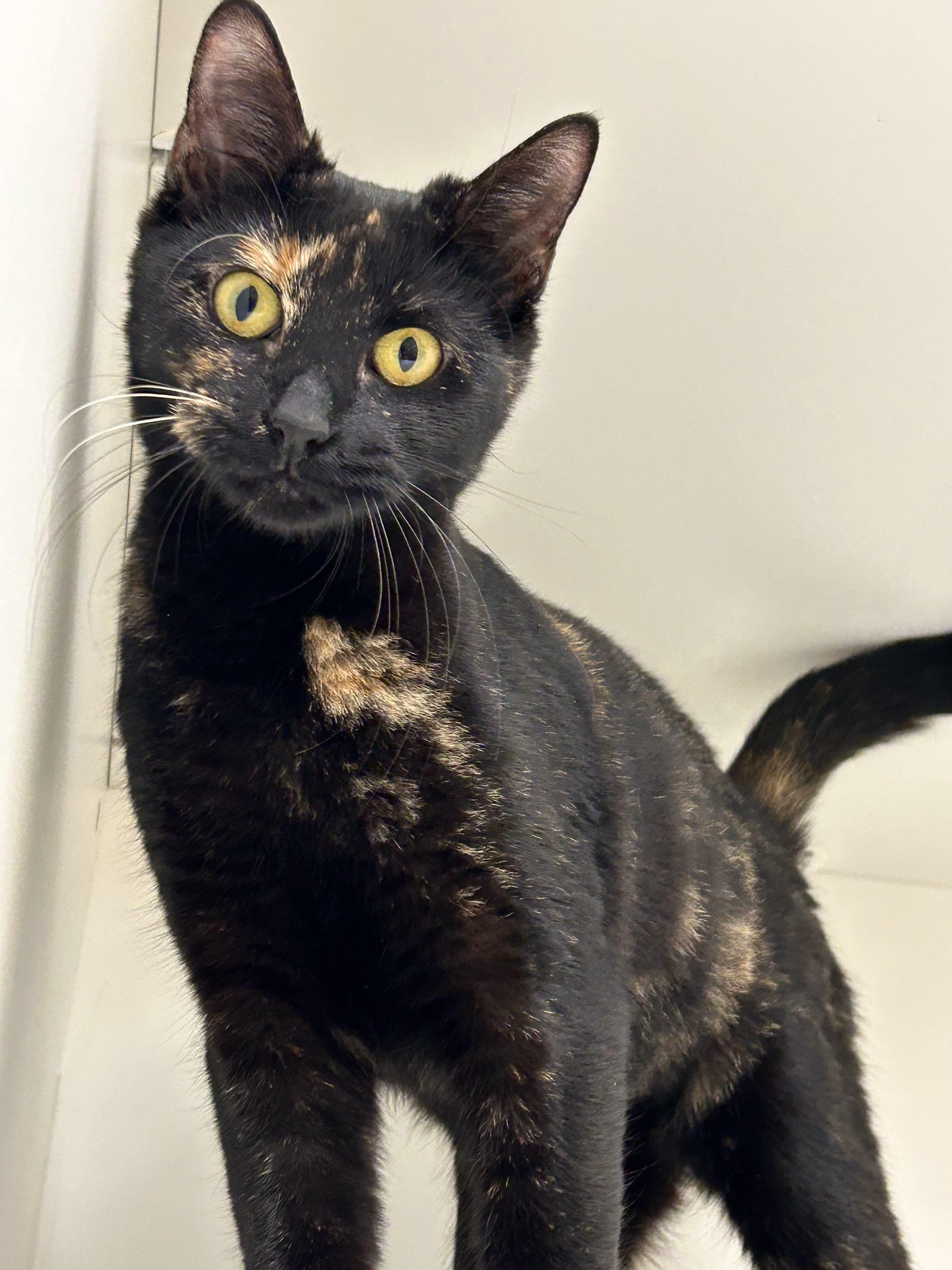 Betty Sue, Adoptable, Young Female Domestic Short Hair.