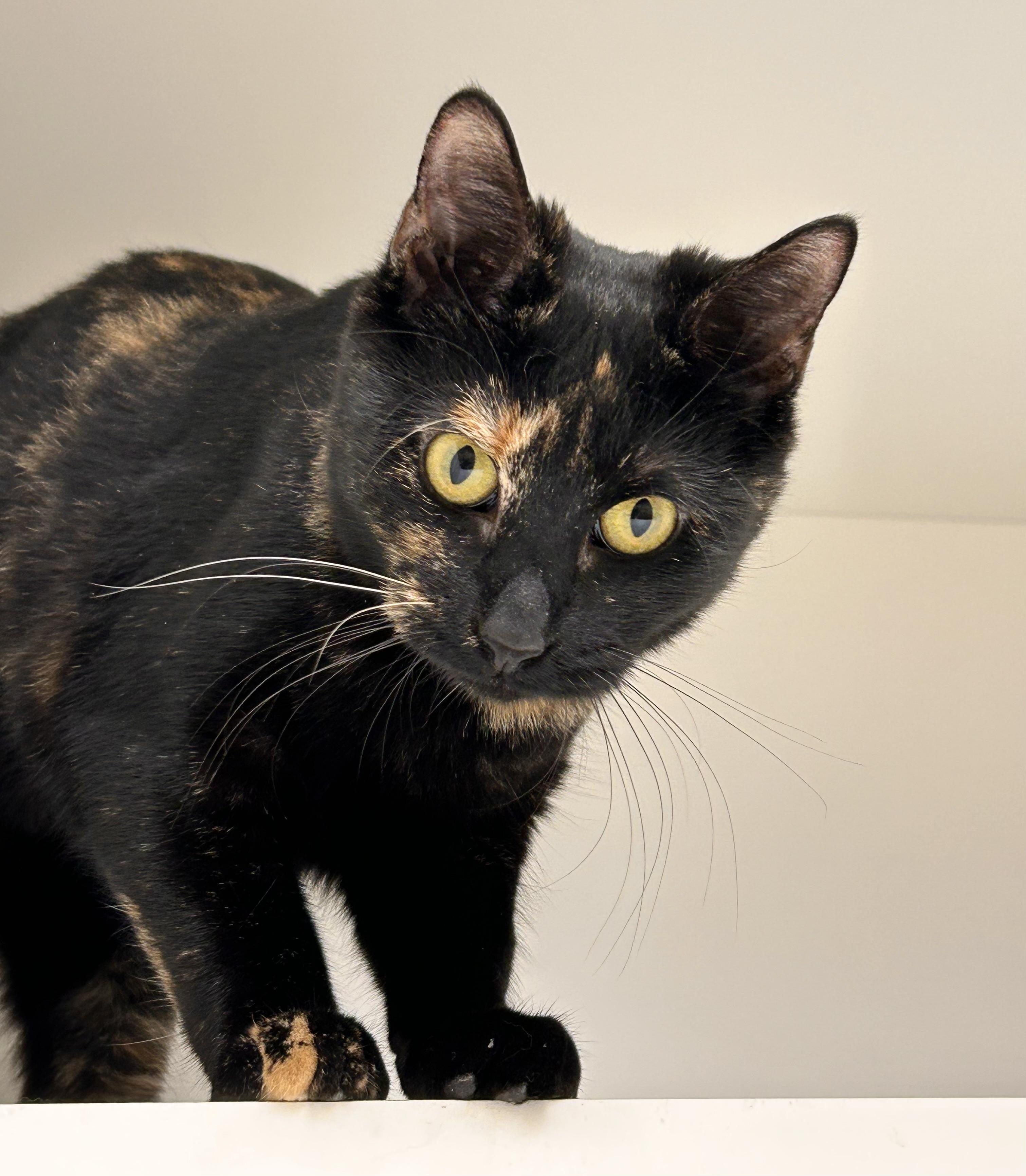 Enlarge Betty Sue, a Adoptable Domestic Short Hair in Wallingford, CT image 3/3
