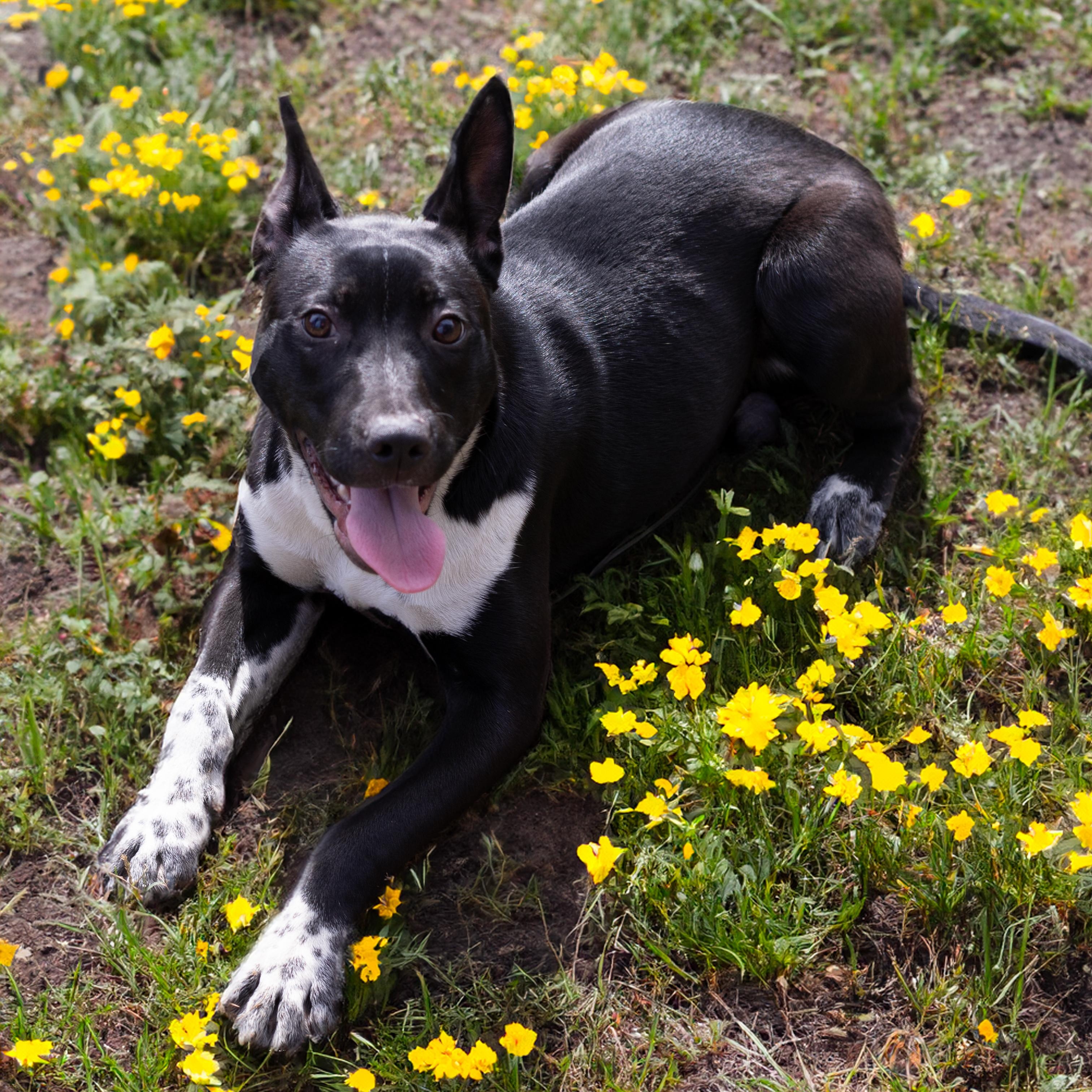 MATILDA, Adoptable, Young Female Border Collie & Rat Terrier.