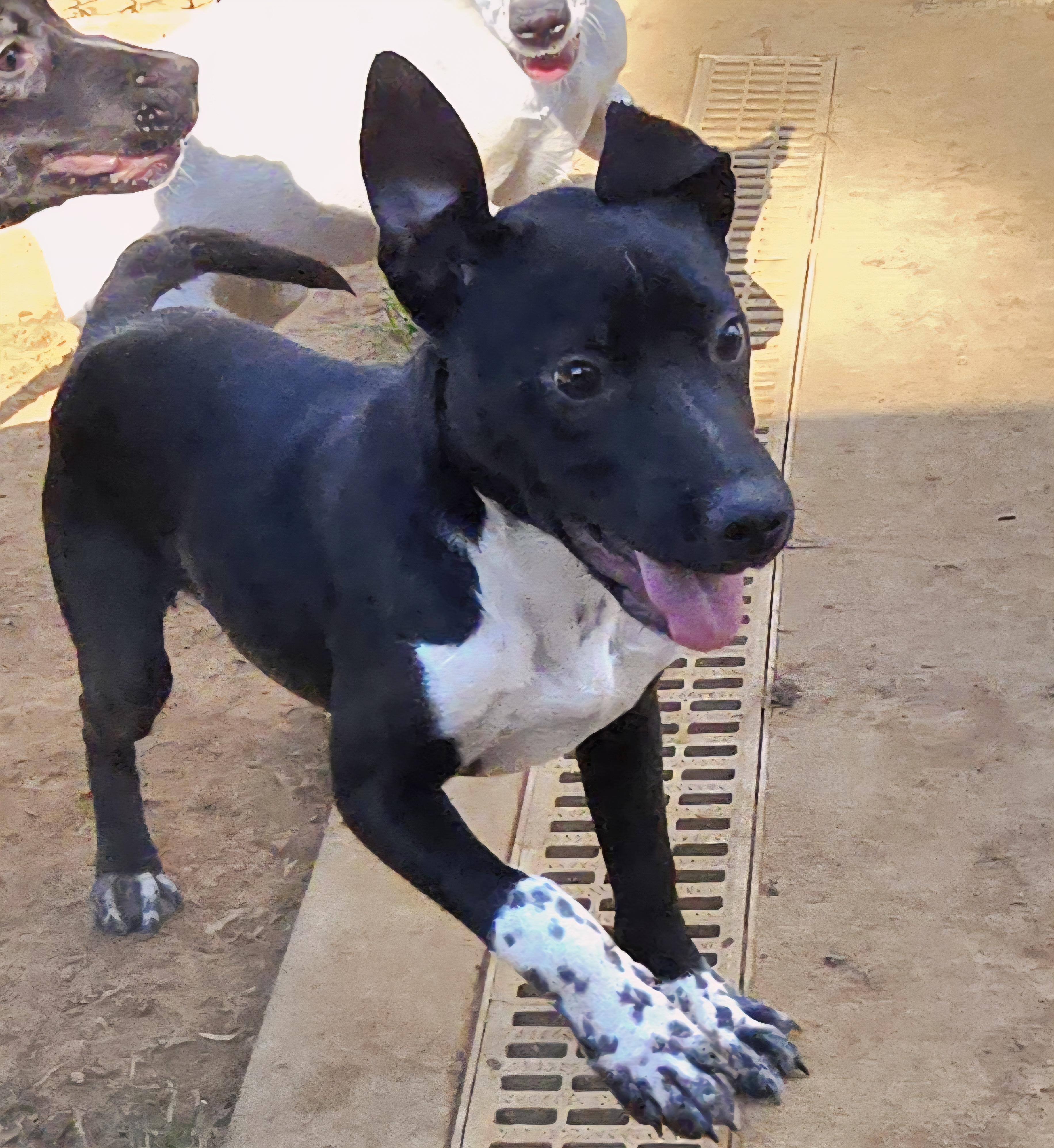 MATILDA, a Adoptable mixed breed in Athens, AL image 2/4