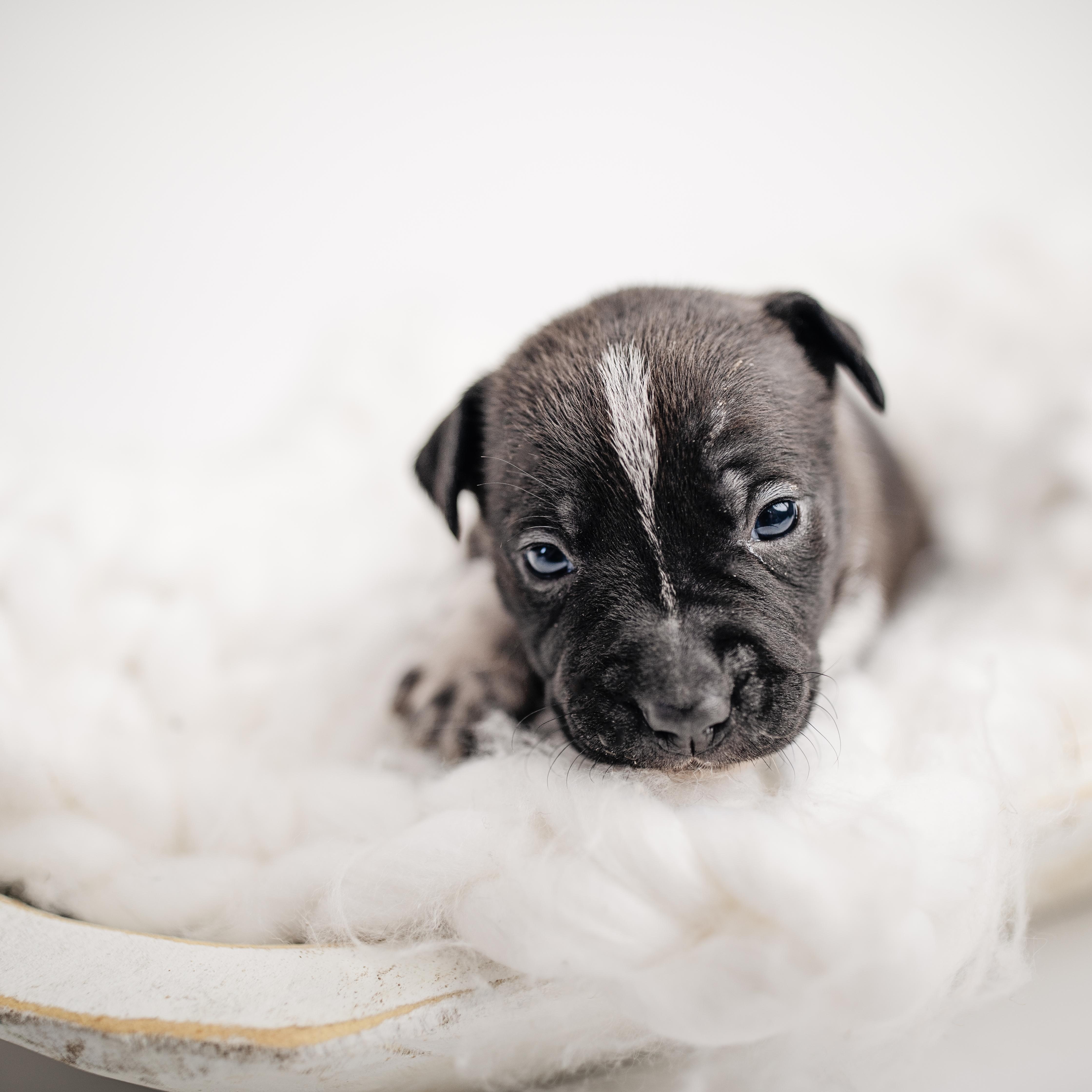 MATILDA, a Adoptable mixed breed in Athens, AL image 4/4
