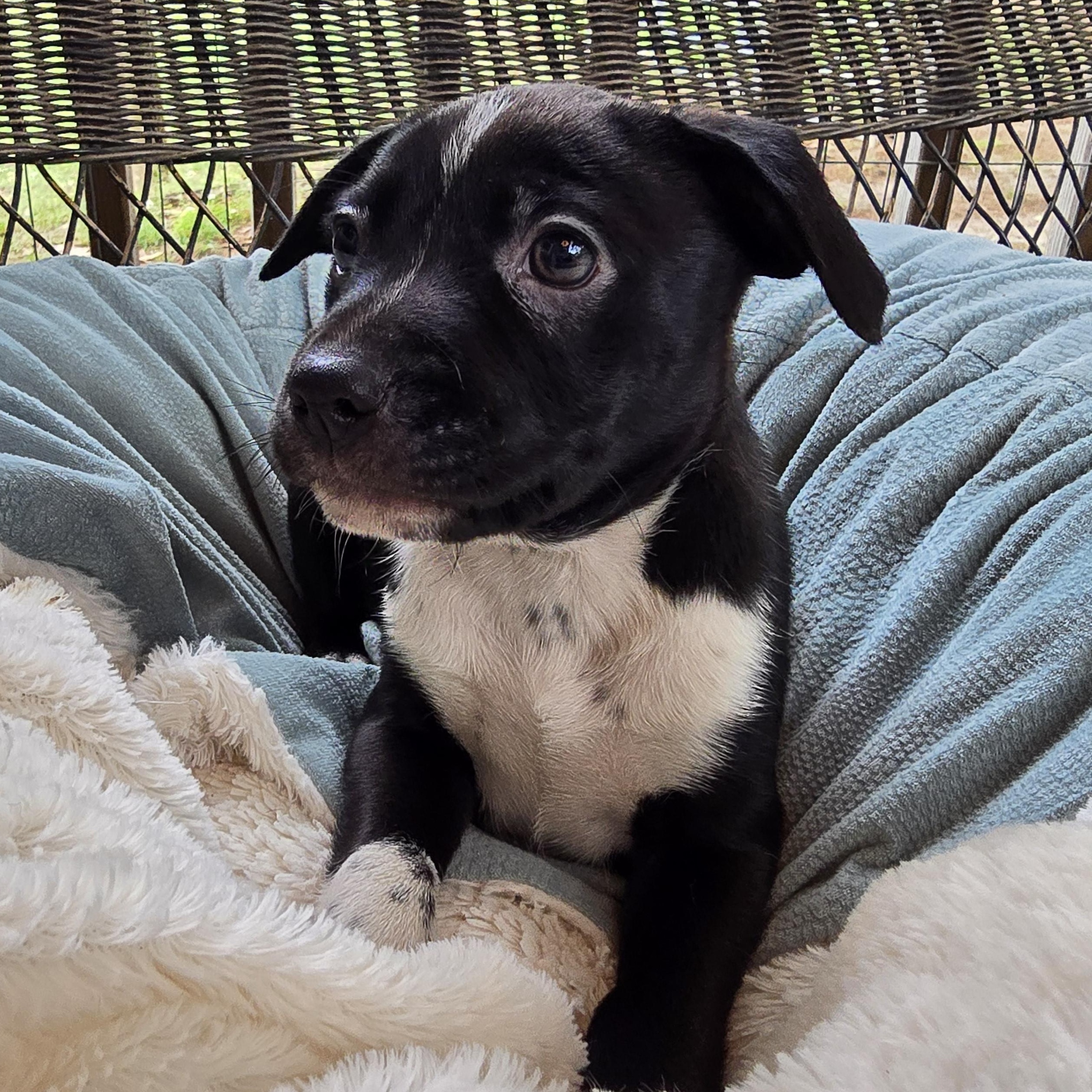 MATILDA, a Adoptable mixed breed in Athens, AL image 3/4