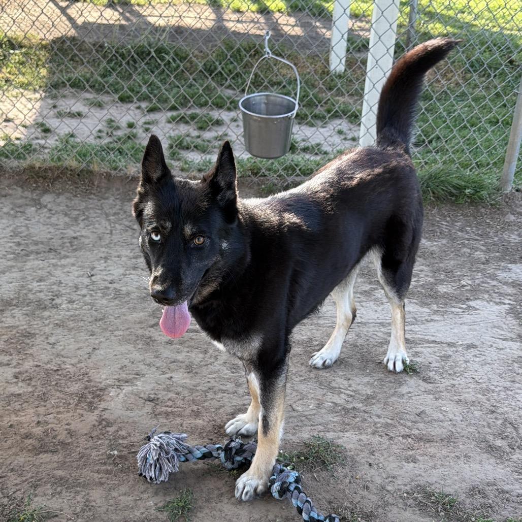 Enlarge Aspen (PKA Lucy), a Adoptable German Shepherd Dog in Tulsa, OK image 2/6